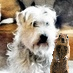 TerrierAttitude's profile picture. My alphadoggietude knows no bounds. I also rid the earth of vermin and poke my nose into holes for free. Please inquire about my digging fees.