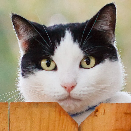 ReallyLeo's profile picture. I used to be somebody. I dearly miss my cat, Flash. He was so clever and funny. He escaped from the claws of an owl, and almost defeated a heart defect.