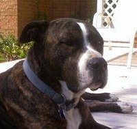 K9Kane's profile picture. Well mannered Pitbull that loves to be loved