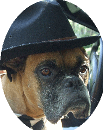 stolibluesdog's profile picture. Cool blues dog and creator of http://t.co/cd5cIi0S05.  Focused on the blues scene in the Southeast.