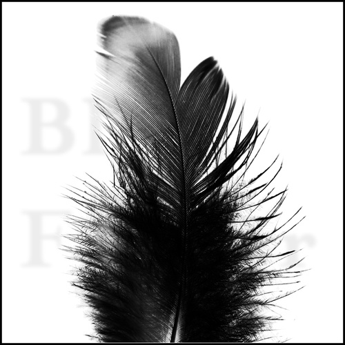 Black Feather Escorts 0433 555 554