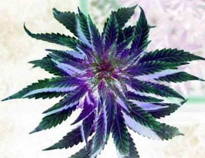 NORML Person. Get educated about the facts and make an educated decision on WHO to vote for. WE NEED SINGLE ISSUE VOTERS for change in 2012. Vote GREEN. X-0~