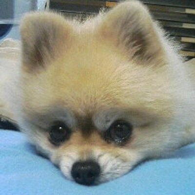 larrymonica's profile image
