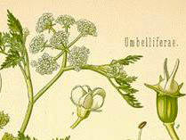 slibbslibb's profile picture. Misanthrope.