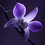 Jented's profile picture. 