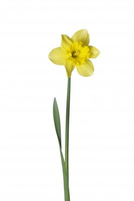 Green news from people who care. Changing the world one buttercup at a time.