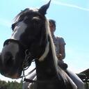 Alisa Noah - @hillbillyhorse - Twitter