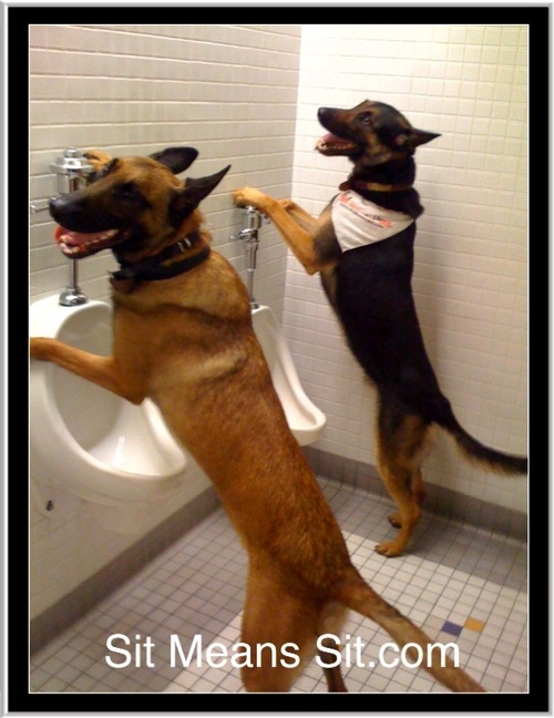 Montana's Dog Trainer - https://t.co/6z628pnF4A - 406.282.3647