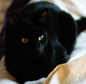 SeverusB's profile picture. I am @bridgetem's cat, and I'm the best, cutest cat ever.