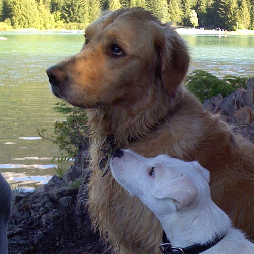 pure_instinct's profile picture. Doggy Day Care