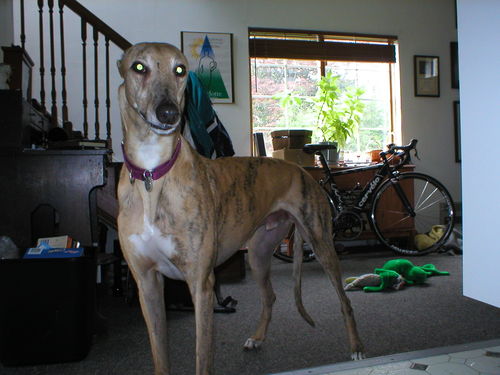 Bronson, Violet and Danielle - Rick and Cindy's Greyhounds