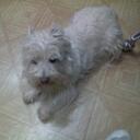 Diane Corwin - @showmemo37 - Twitter