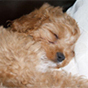 Hi! My name is Bailey and I'm a Cavoodle puppy. I was born 18th June '09, and I just love to cuddle my new Mummy and Daddy.