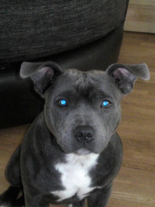 ragethai's profile picture. 