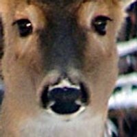 Hunting Hunters (@_hunt) 's Twitter Profile