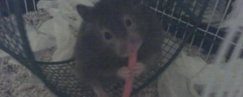 TheCuteHamsters's profile picture. Hamster 1: Franchesca Hamster 2: Mocha Hamster 3: Latte