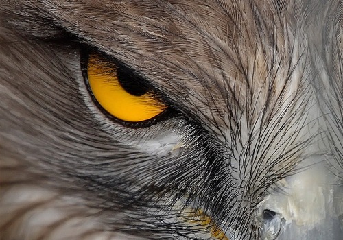 eagle3yes's profile picture. 