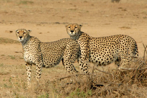 budget and luxury safaris in Kenya and Tanzania Kenyan tour operator