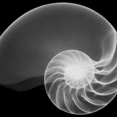 NautilusShell's profile image