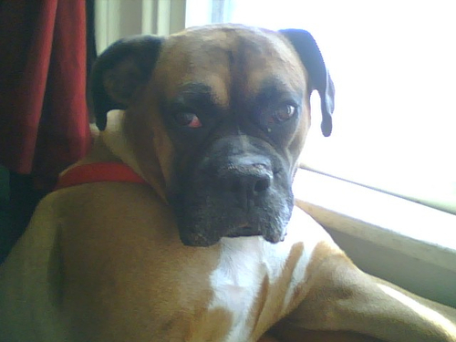 Big, lovable mutt who thinks its a person
