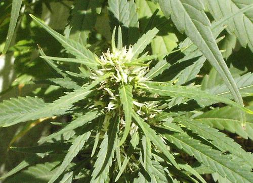 Canna Bis