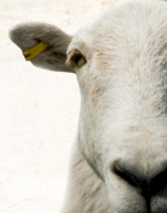 BowenAg's profile picture. Growing food, knowledge & community on Bowen Island, BC Canada. Producing monthly BowFEAST farmers markets. Registered Not For Profit society.