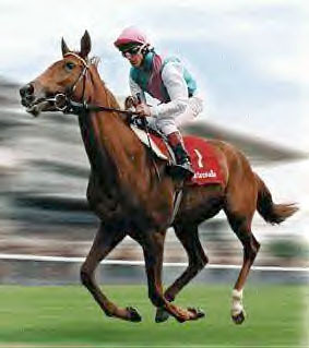 Sports Bettor