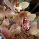 Stacy Simmons - @Stacyjillana - Twitter