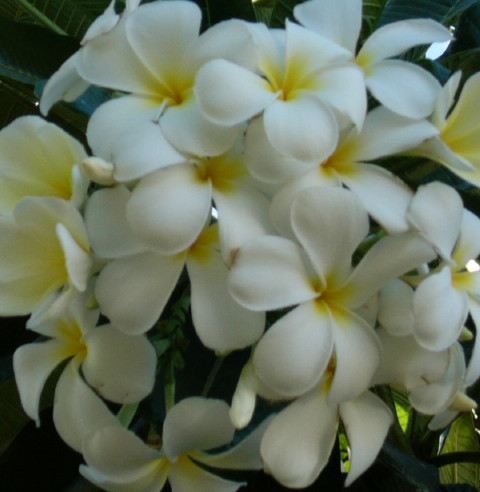 Greenbinge's profile picture. Sharing all that is green, eco friendly, sustainable and organic