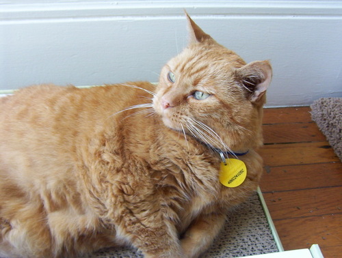 owlcat00's profile picture. 