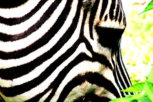 MadeBySteel's profile picture. 