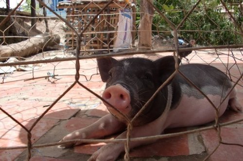 adriansoh's profile picture. 