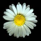 superbrittchen's profile picture. 