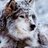 Winter Wolf