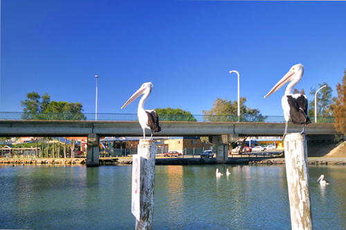 RayWiteBudgewoi's profile picture. 