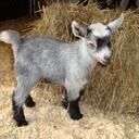 amy justice - @justice4amy - Twitter