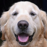 Louie's profile picture. Not For Sale