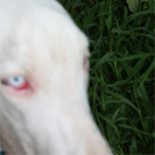 UmaTheGreatDane's profile picture. 