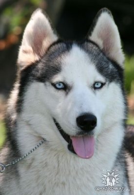 Husky Profile