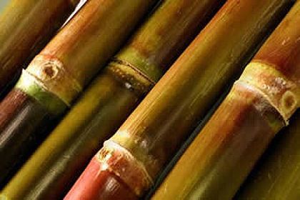 Notícias e informações sobre o agronegócio da cana-de-açúcar