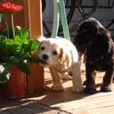 Sherry Hopper - @CSPups - Twitter