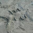 judy ivey - @littlebluepaws - Twitter