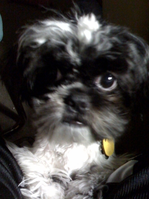 TiaTheLion's profile picture. Shih Tzu and Chihuahua/Terrier Owner.