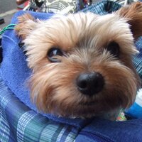 ちゃま🇺🇸（a.k.a. Bert） (@axe705) 's Twitter Profile Photo