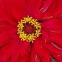 Sheryl Richards - @CMLfighter - Twitter