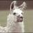 msllama's profile image