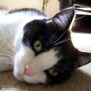 jackson_the_cat - @jackson_the_cat - Twitter