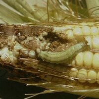 Seth Nagy (@heliothiszea) 's Twitter Profile Photo