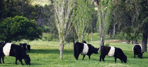 Breeders of grass fed Belted Galloway Beef for over 35 years. Selling our beef via Farmers Markets and online sales. Links on our website