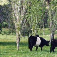 Warialda BEEF (@warialdabeef) 's Twitter Profile Photo